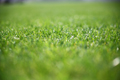 Piękny trawnik - trawa z roli, projektowanie, wykonanie